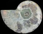 Agatized Ammonite Fossil (Half) #68827-1